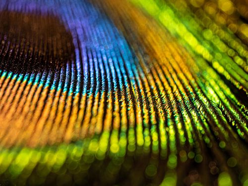 Peacock feather Green