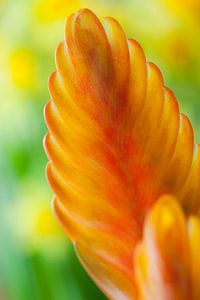 Bromelia vriesea