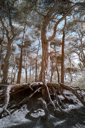 Het onzichtbare blootgelegd