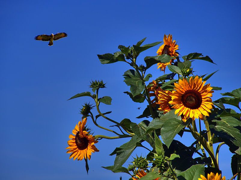 Zonnebloemen met buizerd van Edgar Schermaul