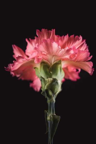 Kunst Nelke von Sandra Hazes