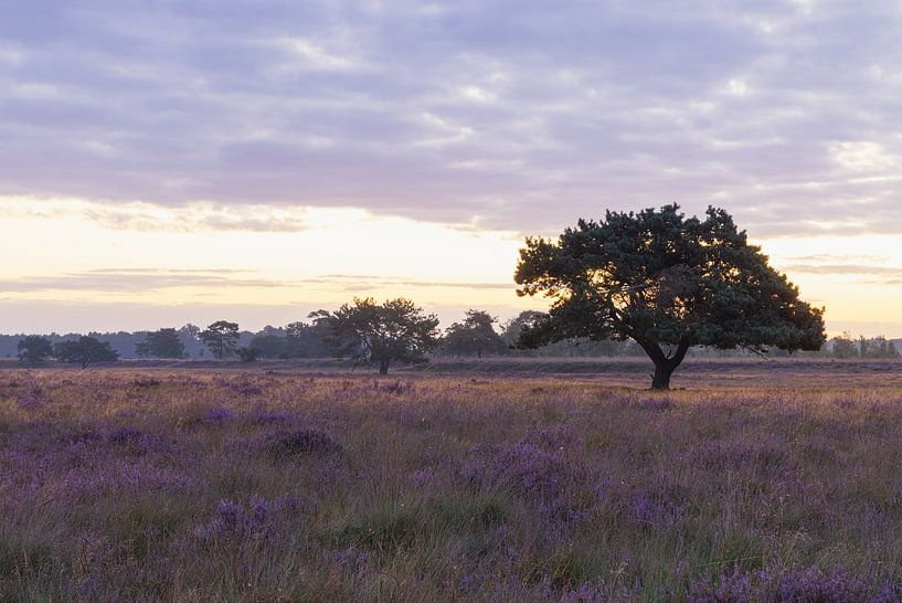 Most beautiful tree in drenthe in the sunlight during sunrise - Dwingelderveld (Netherlands) by Marcel Kerdijk