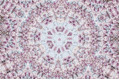 Pink flowers of the Magnolia spring blossom kaleidoscope
