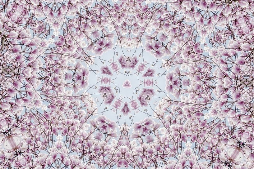 Kaléidoscope de fleurs roses du Magnolia à floraison printanière par Jessica Berendsen