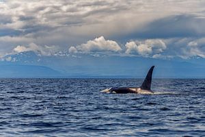 Orka in de oceaan