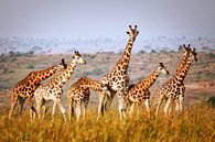 Giraffen wildlife in Uganda von W. Woyke Miniaturansicht