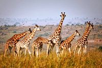 Giraffen in het wild in Oeganda