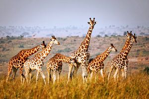 La faune des girafes en Ouganda sur W. Woyke