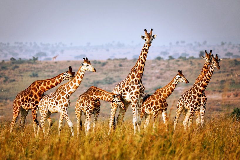 Giraffen wildlife in Uganda von W. Woyke