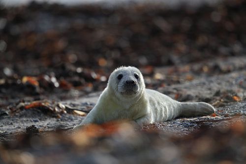 Grijze Zeehond Brul Helgoland Eiland Duitsland