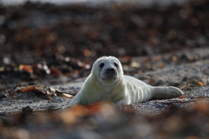 Grey Seal Howler Helgoland Island Germany by Frank Fichtmüller