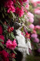 Border collie in pink flowers