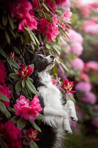 Border Collie in rosa Blumen von Traveling dogs