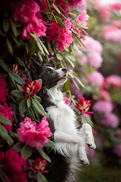 Border Collie in rosa Blumen von Traveling dogs