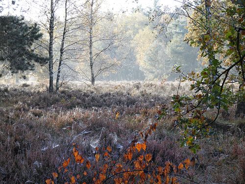 Dauwdruppels park de hoge Veluwe 