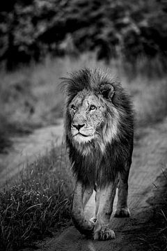 Lion at Leadwood Big Game Estate, Hoedspruit by Paula Romein