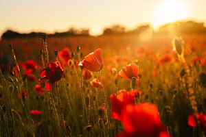 Feld mit Mohnblumen in der Abendsonne
