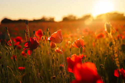 Veld met klaprozen in de avondzon