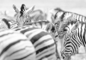 Zebra's sur Jeroen Kleverwal