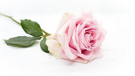 Roos by Pieter Heres