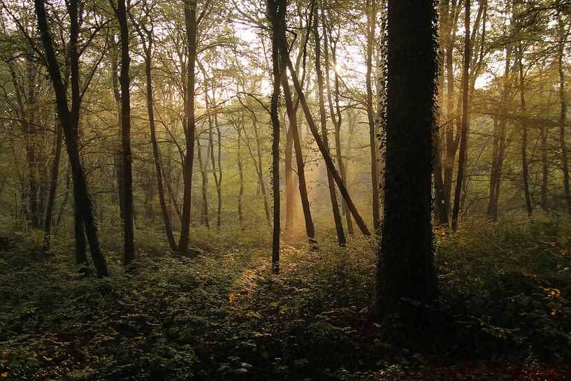 Sunbeams and trees by matthijs iseger