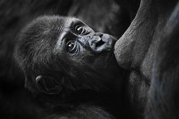 Ernstige babygorilla in profiel met stralende ogen drinkt melk, zuigt aan moeders borst, close-up van Michael Semenov