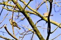 Sperling im Winter