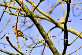 sparrow in winter by joyce kool