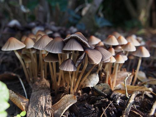 Groep kleine paddestoelen