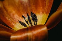Holländische Tulpe