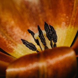 Holländische Tulpe von Desiree van den Burg