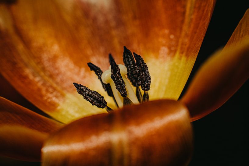 Holländische Tulpe von Desiree van den Burg