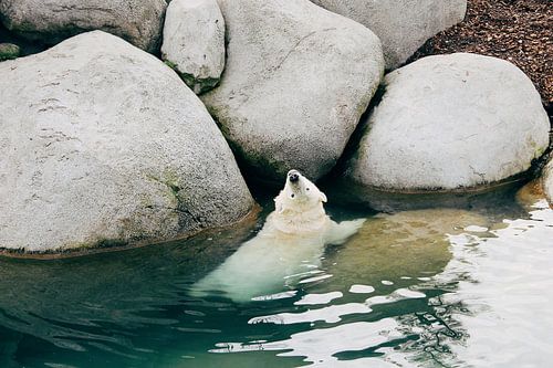 Peek-a-Boo sur Carmen van Dijken