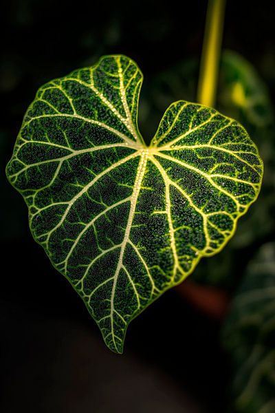 Heart-leaved plant in detail by Poster Art Shop