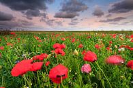 Mohnblumen auf dem Feld von Ron ter Burg Miniaturansicht