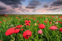 Mohnblumen auf dem Feld