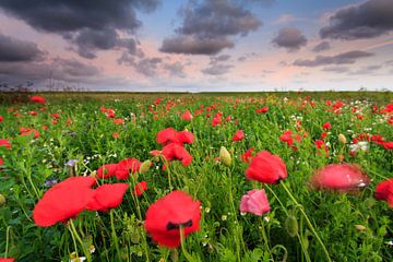 Poppies in the field by Ron ter Burg
