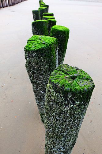 Golfbrekers op het strand.
