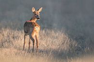 weibliches Reh steht im Sommer an einem Morgen auf einer Wiese von Mario Plechaty Photography Miniaturansicht