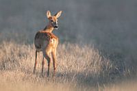 weibliches Reh steht im Sommer an einem Morgen auf einer Wiese