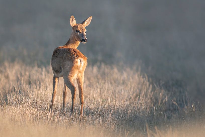 weibliches Reh steht im Sommer an einem Morgen auf einer Wiese von Mario Plechaty Photography
