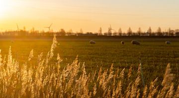 Ochtendlicht met schapen op de achtergrond