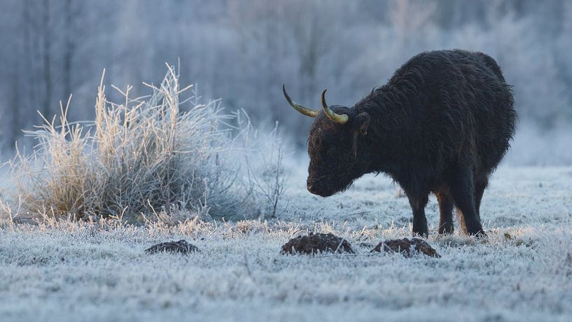 Schottische Highlander in einer gefrorenen Landschaft von Art Wittingen