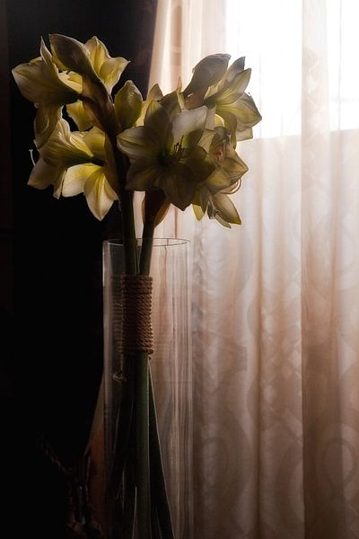 Fleur dans vase par Jos Verhoeven