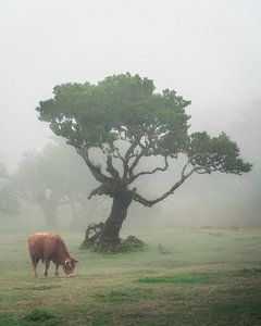 Arbre dans la forêt mystique de Fanal à Madère. sur Roman Robroek - Photos de bâtiments abandonnés