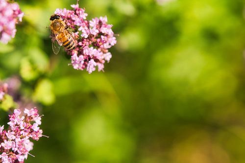 Bij op een bloem die nectar verzamelt