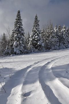 A snowy forest after the storm by Claude Laprise