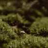 Pilz im Sternmoos von Jolijn Gommans