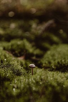 Mushroom in star moss by Jolijn Gommans