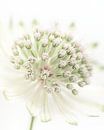 Rust: Astrantia Major (Zeeuws knoopje) van Marjolijn van den Berg thumbnail